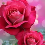 Beatriz David - Facebook