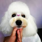 Beatriz Galarza 🐾 Pett Shop 🐩🛁 - @centro_estetica_canina_ - Instagram