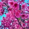 Bea - @beatriz.gamarra09 - TikTok
