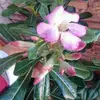 Beatrizlilaspower - @beatriznagerdie - TikTok