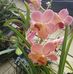 Beatriz Simmons - Facebook