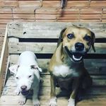 DANDARA BEATRIZ E TONY STARK - @dandara_e_tony - Instagram