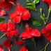 Beatriz Velarde - Facebook