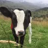 beatrizvilla71 - @beatrizvilla71 - TikTok