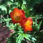 Beatriz Villagran - @biachevillagran - Instagram