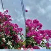 beatriz villeda - @beatriz_villeda - TikTok