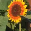 Beatrice Warren - @beatrice.warren7 - TikTok