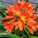 Beatriz Winter Morales - @petricorb.plantas - Instagram