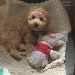 Beau Abbott - @cavapoochonbeau - Instagram