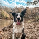 Beau Abbott🐾 - @beau.cephus21 - Instagram