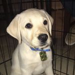 Beau Abbott - @beau_tha_lab - Instagram