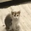 allisonbeaubriand - @allisonbeaubriand - TikTok