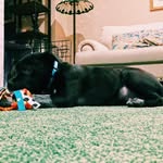 Beau/ Allison Wiebe - @hi.my.name.is.beau - Instagram