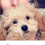 Beau Andersen - @beaudog0711 - Instagram
