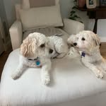 Beau and Archer - @beau_and_archer_diaries - Instagram