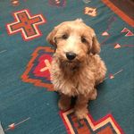 Beau Armstrong - @thebeaubean - Instagram