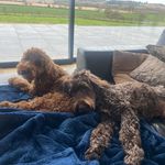 Baxter & Beau 🐾 - @baxter.x.beau - Instagram