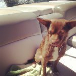 Baxter Beau - @baxterbeau - Instagram