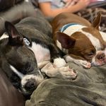 beau & baxter - @beau.and.baxter - Instagram