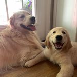 Beau & Baxter - @beau_and_baxter - Instagram