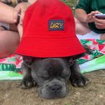 Beau Baxter - @beaubaxter_thefrenchie - Instagram