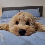 Beau Baxter aka Sir Chonks - @beau_retrospoodle - Instagram