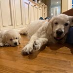Charlie & Beau Baxter - @charlesandbeau - Instagram