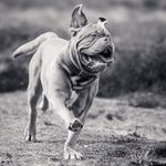 Beau the Dogue - @beaubennett.the.red.beauty - Instagram