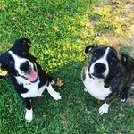 Bella&Beau - @bella_beau_benton - Instagram