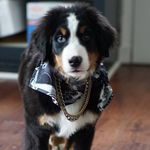 Beau “Biggie Smalls” Biggs - @beaubiggs.bmd - Instagram