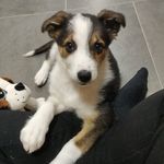 Beau Biggs 🐾 - @bordercollie_beau.x - Instagram