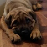 Beau Bone - @beau.bone - Instagram