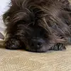 beau the bone lover!🐶 - @boneybeau - TikTok