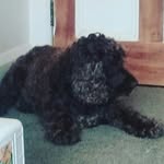 beau wilkinson - @beau_bones_123 - Instagram