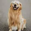 BeauNoseBones - @beau.nosebones - TikTok