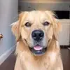 BeauNoseBones - @beau_nose.bones - TikTok
