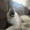 Big scary Beau - @bone.chilling.beau - TikTok