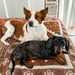Beau & Bruno - @thelifeof_beauandbruno - Instagram