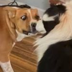 Beau & Bruno - @b.b.brothers_ - Instagram