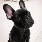 Mouton beau noir (Bruno)🐶 - @bruno_beaunoir - Instagram