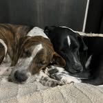 Beau and Buckley - @twohoundsfound - Instagram