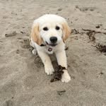 Beau Buckley - @beaubuckleysmith - Instagram