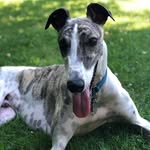Beau Buckley Brown - @beauthegreyhound - Instagram