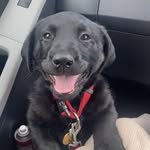 Beau Buckley Lyons - @beau_the_best_lab - Instagram