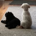 Belle, Daics, Beau, Buckley & Our Friend Milo - @toypoodle.gram - Instagram