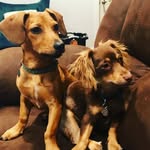 Buckley & Beau - @beau_and_buckley - Instagram