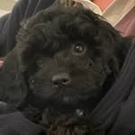 Simone - @beaubuckleythecavapoo - Instagram