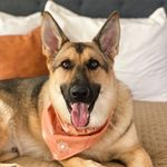 Beau Burke 🐾 - @livinglikebeau - Instagram