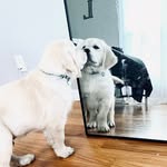 Beau 🐾 - @beau.burnss - Instagram