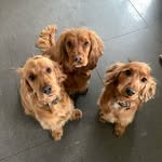 Barney-Buttons, Bella-Beau & Buster Brady - @barney.buttons_bella.beau - Instagram